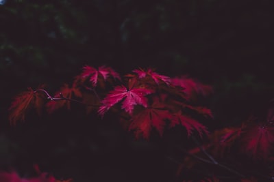 选择紫色叶植物的焦点
